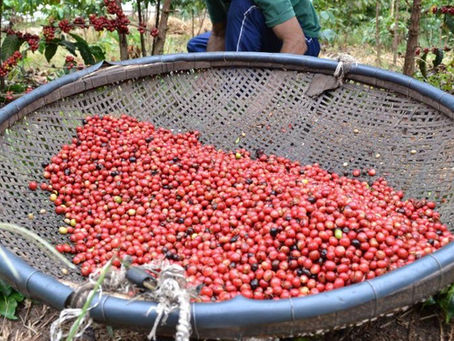 Estudo do Cedagro destaca impacto econômico no agro do Espírito Santo: custos e lucros em foco