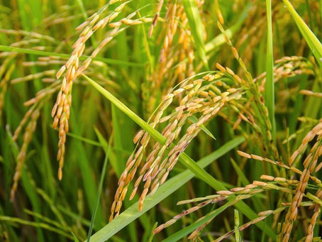 Primeiras cargas de arroz brasileiro para o México embarcam nesta semana