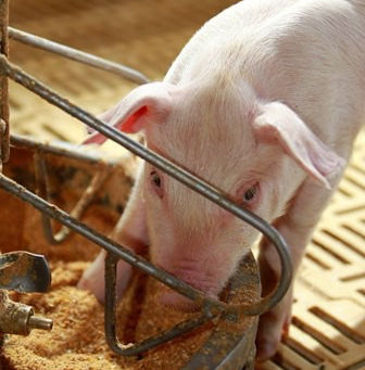 A ração e o custo de produção