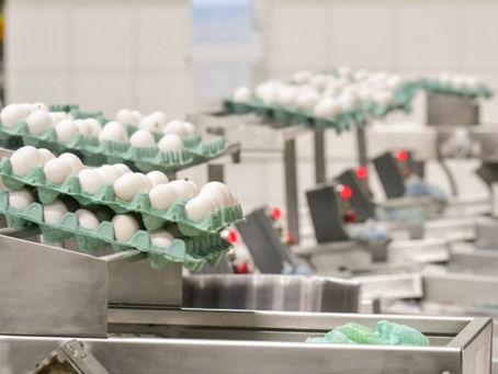 A paralisação dos caminhoneiros e o impacto na avicultura