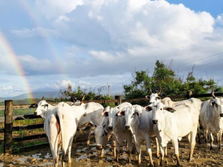 Pecuária vai bem e gera mais renda pelo país neste ano