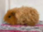 Merino