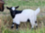 Mallee Rise Zayne