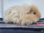 Texel