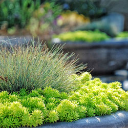 New Braunfels Landscaping and Design