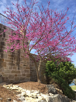 New Braunfels Landscaping and Design