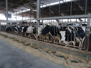 エサ代は、飼料計算する人次第