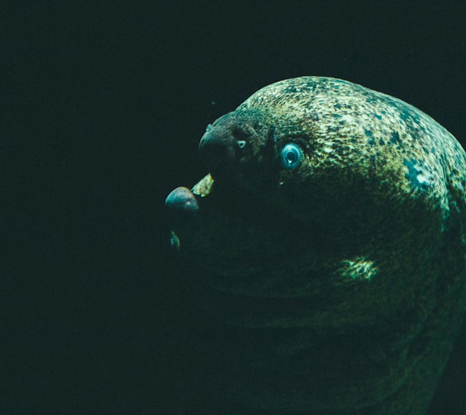 electric-eel-amazon-fishing