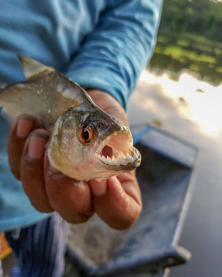 piranha-amazon-river-brazil-03