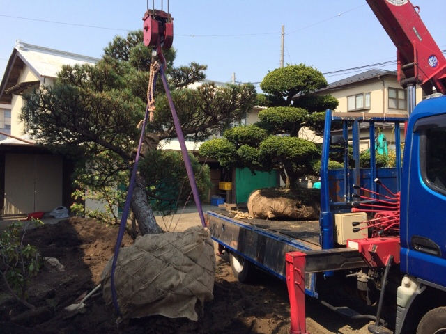 移植