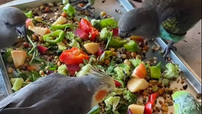 סלט צבעוני, בריא ומפנק- כי גם לתוכים שלנו מגיע לאכול טוב 🥗