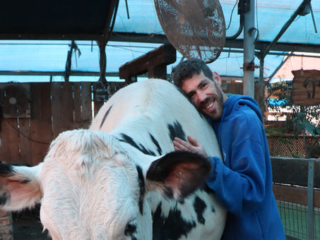 יצא לכם פעם ללטף פרה? 🐄