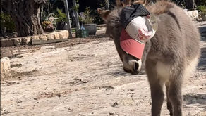 קבלו את התחפושת הכי מקורית של אפולו הכוכב שלנו 😂