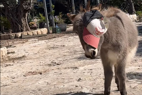 קבלו את התחפושת הכי מקורית של אפולו הכוכב שלנו 😂