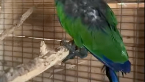 הגוזלים לומדים לעוף! 🦜