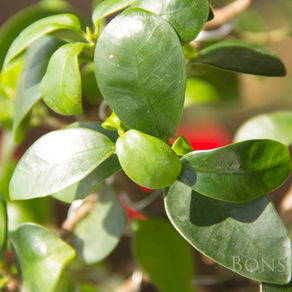 Ficus (Fig) Ağacı