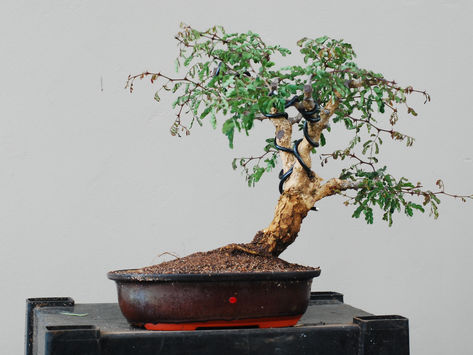 Üçüncü Adım - Seçtiğimiz Ağacın Artık Bir Bonsai Olması