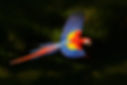 Red parrot flying in dark green vegetation. Scarlet Macaw, Ara macao, in tropical forest,