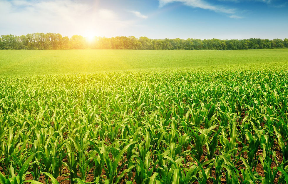 cornfield