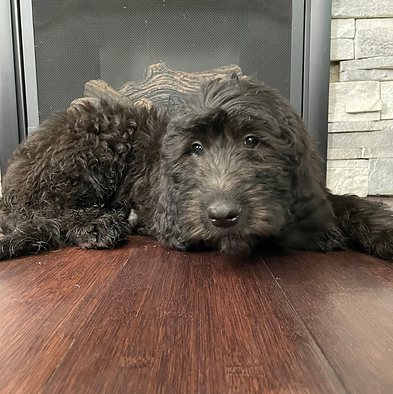 Pinky Bear / Pinkypie