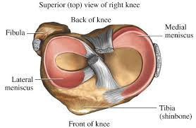 Lets talk Ligaments in Knees