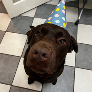 Celebrating Pippa: Our Beloved Clinic Companion Turns 3!