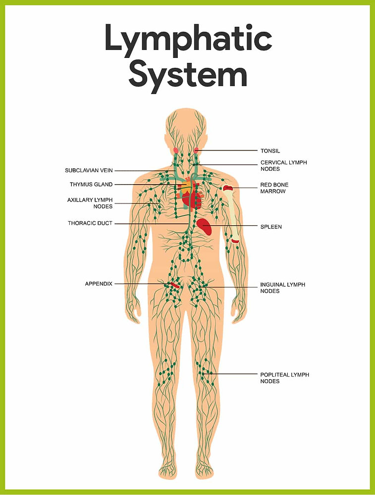Evidence-Based Benefits of Manual Lymphatic Drainage Evidence-Based Benefits of Manual Lymphatic Drainage