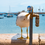 Thumbnail: Seagull, Praia de Riberia Cascais