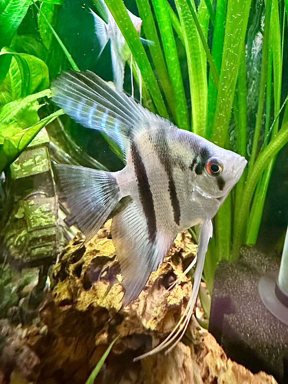 Thumbnail: Blue / Silver Pearlscale Angelfish Bulk