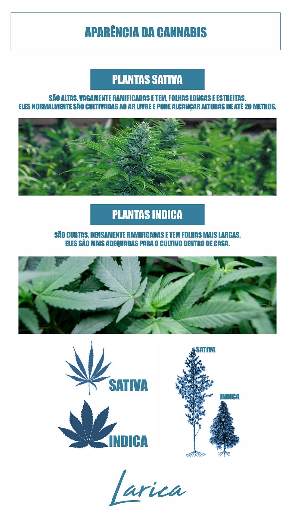 APARÊNCIA DA CANNABIS