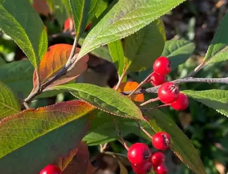 Red Chokeberry