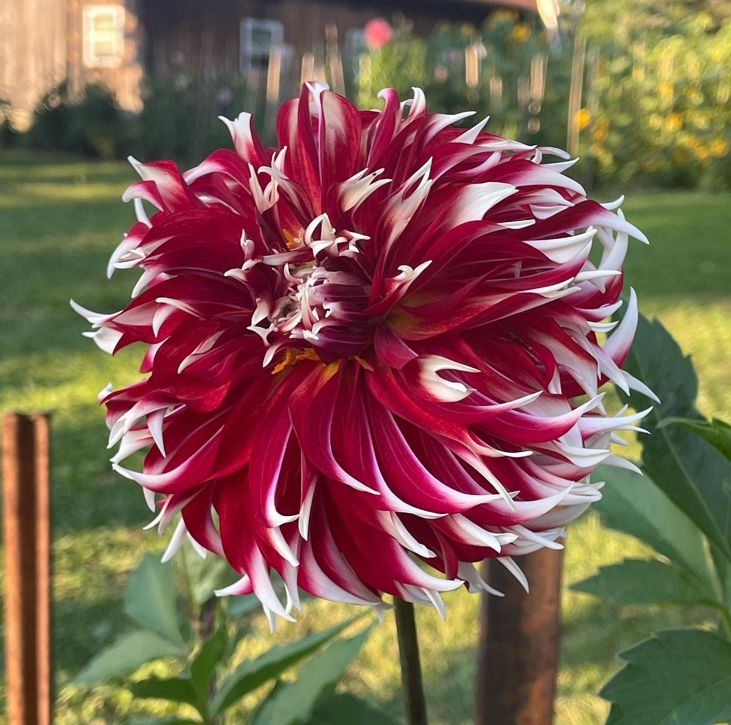 Bloomquist Firecracker