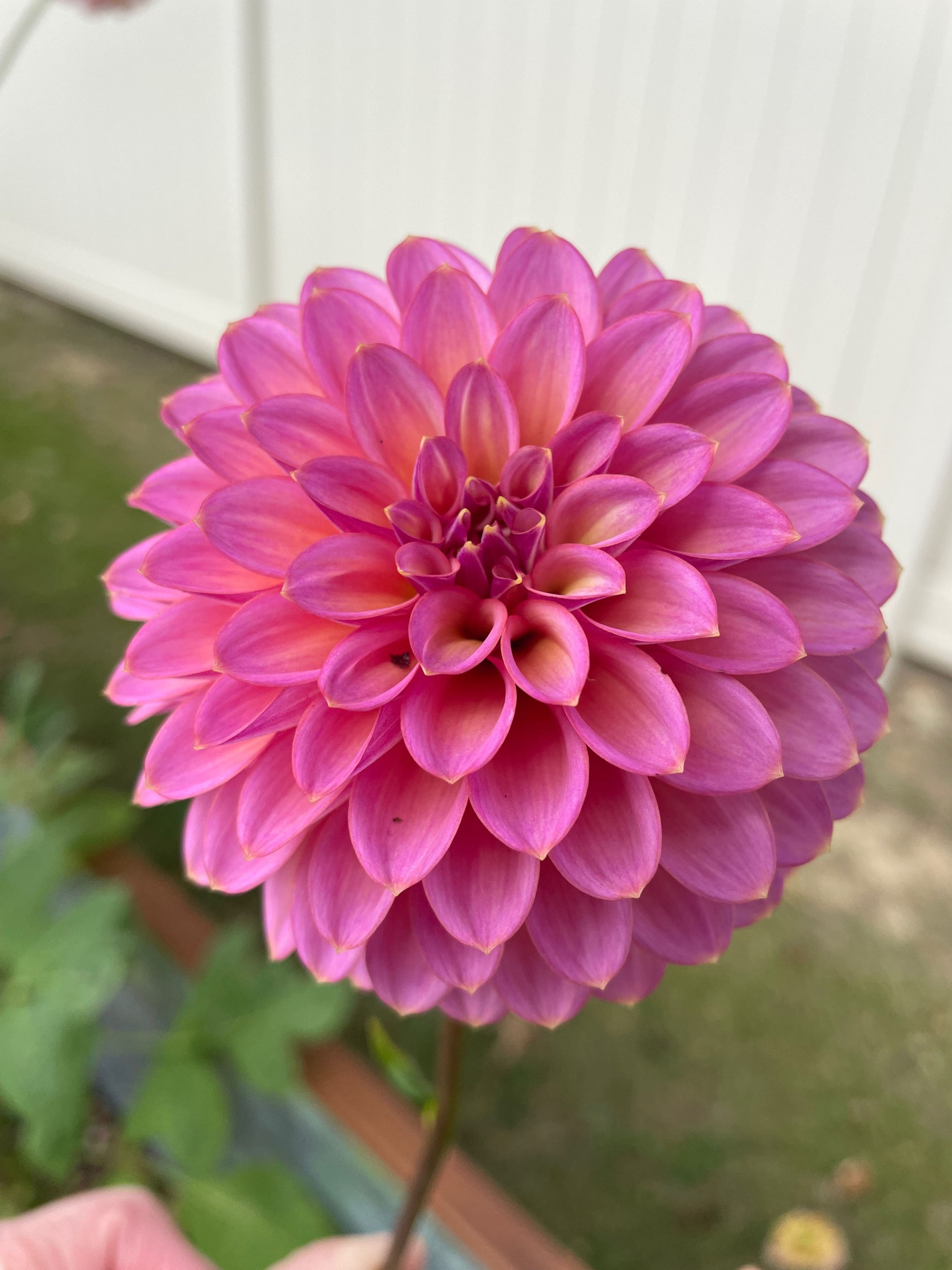 Skipley Spot Of Gold