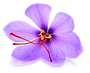 fleur de safran_edited.png