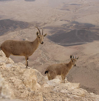 Desert landscape in southern Israel