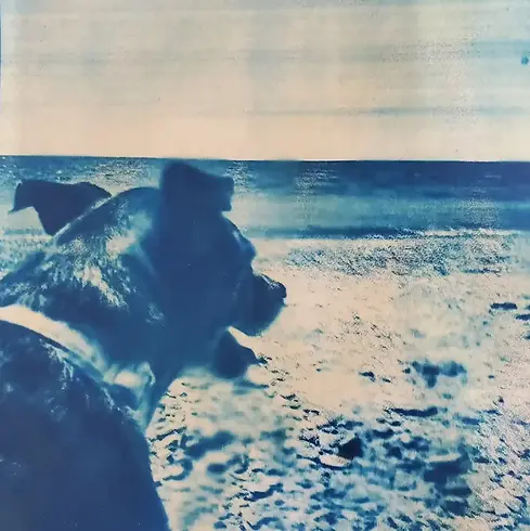cyanotype.webp