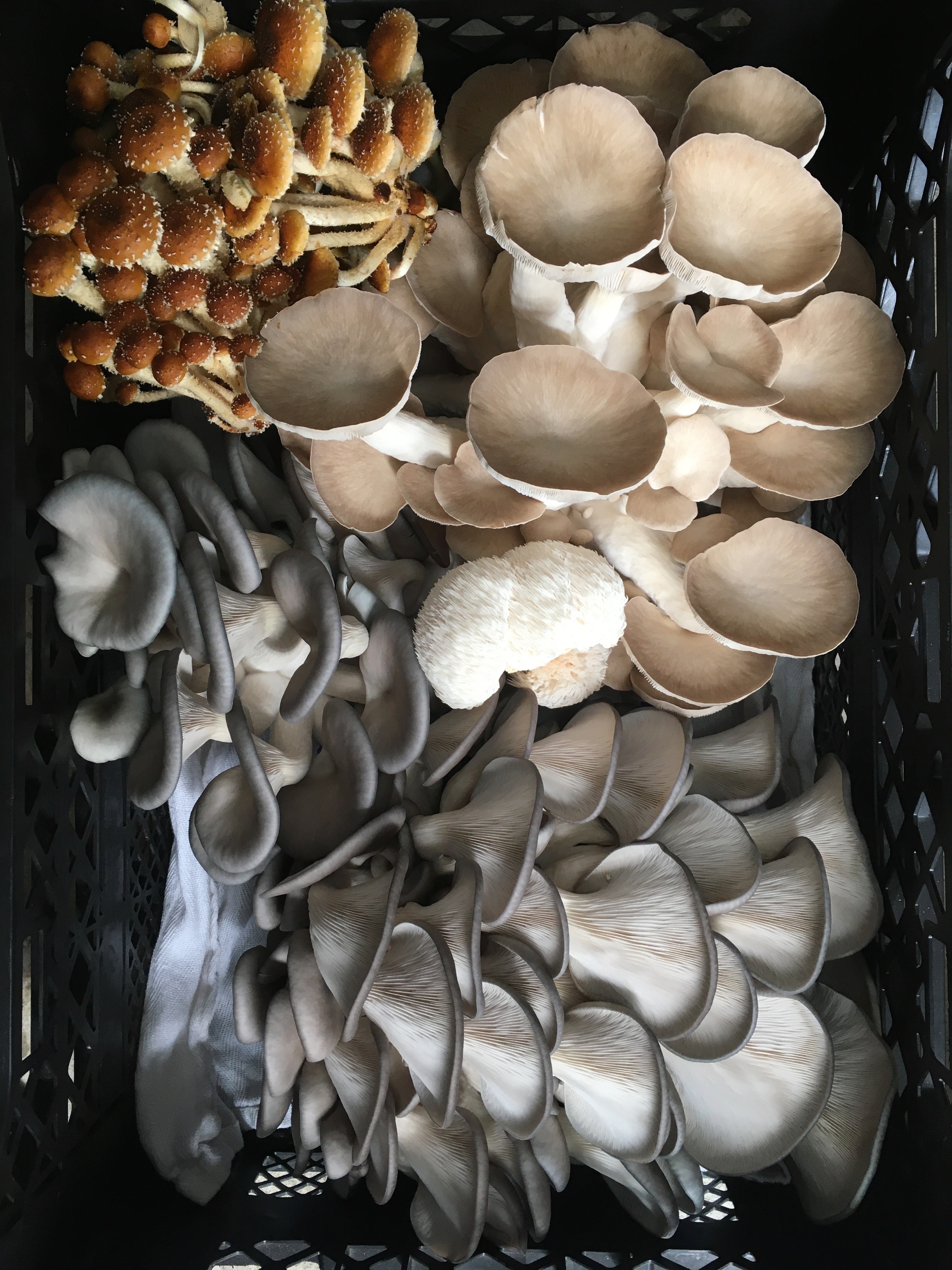 图片来源：Manuel Cosentino