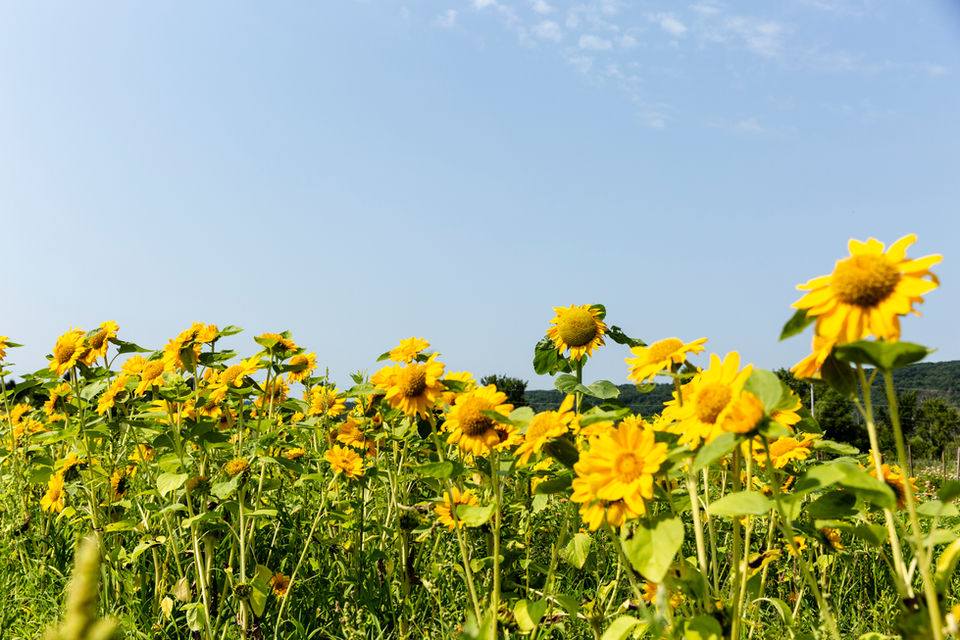 tall sunflowers with a blue sky