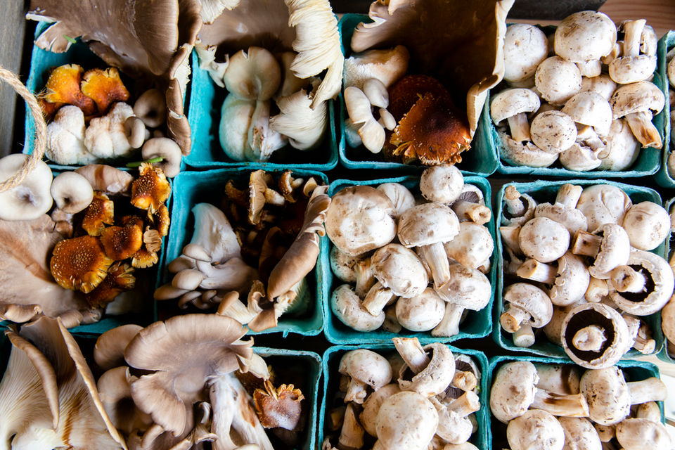 button and oyster mushrooms in blue pint containers