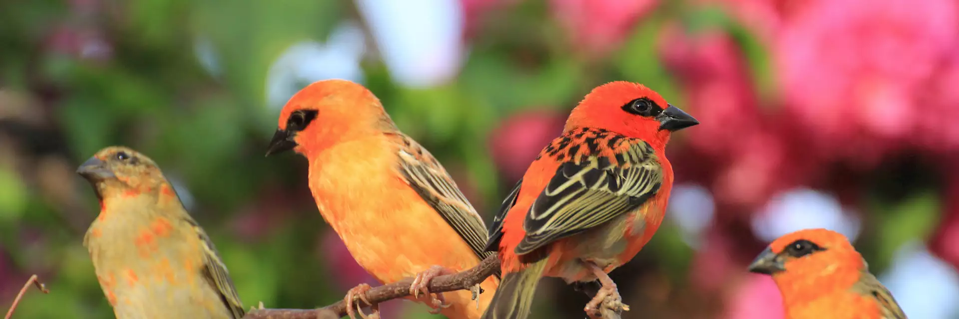 birds_on_praslin_island_503402755_3000x1000.webp