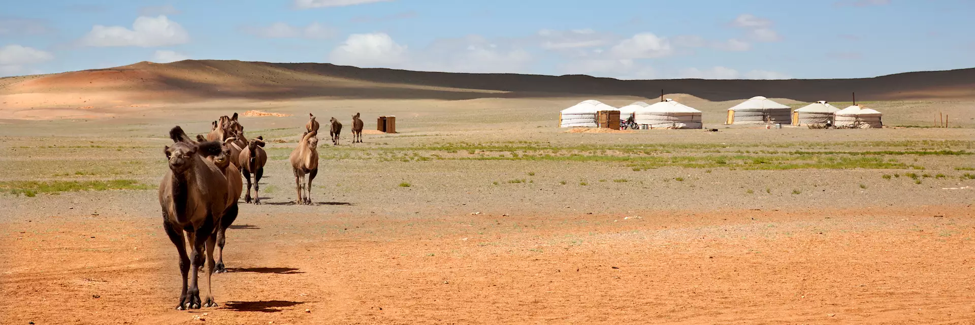 19905758_camels_in_gobi_desert_3000x1000.webp