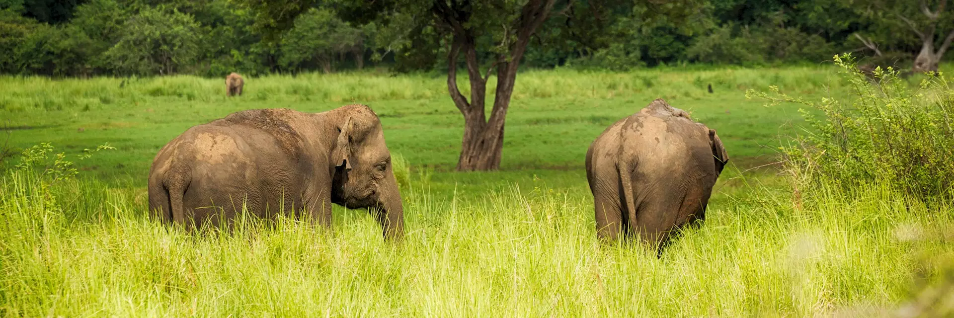 iStock_501421990_sri_lanka_minneriya_elephants_letterbox.webp