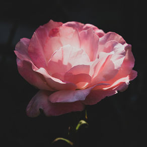 La Teoría del Amor - Erich Fromm