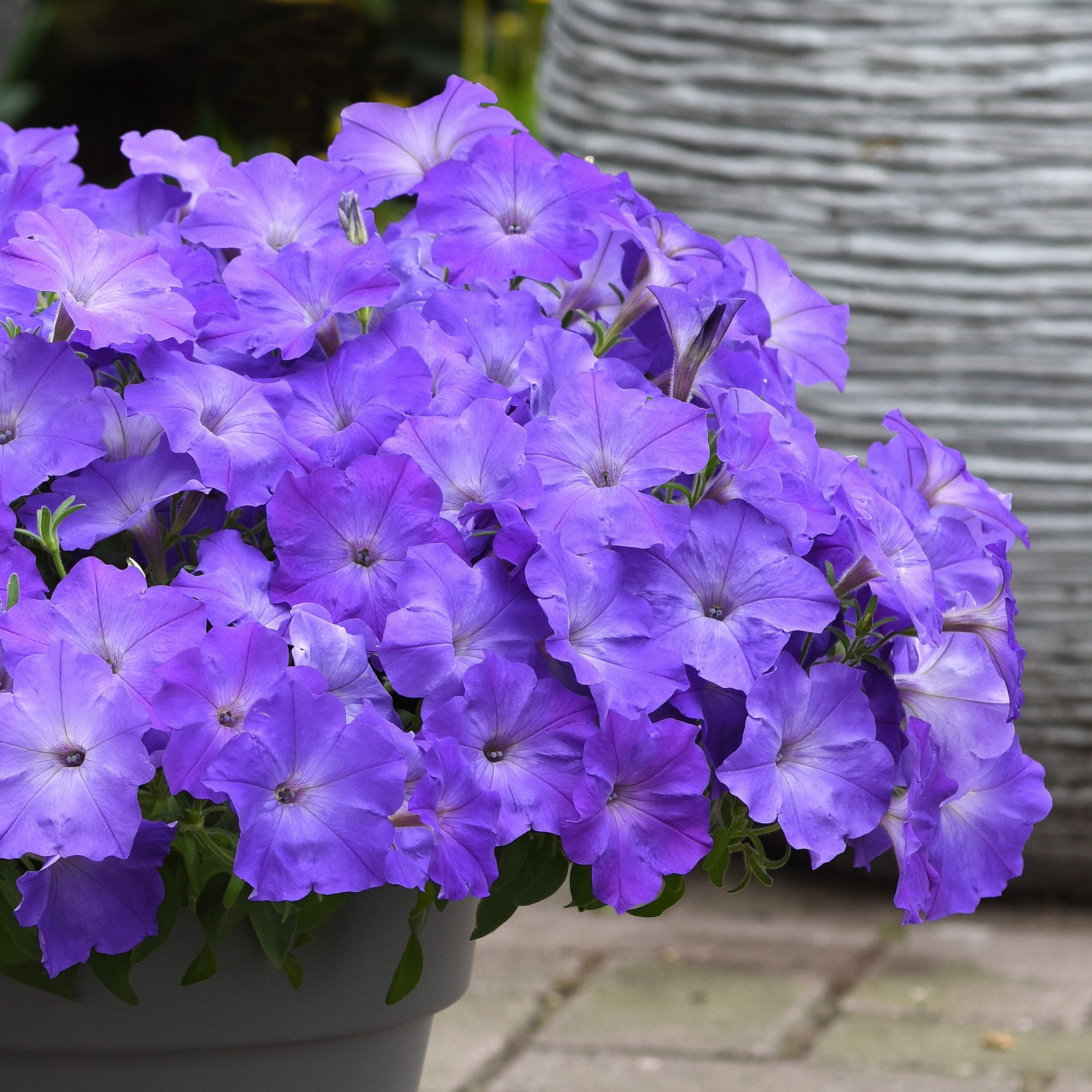 petunia Easy Wave Lavender