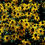 Thumbnail: Rudbeckia Fulgida Goldstrum