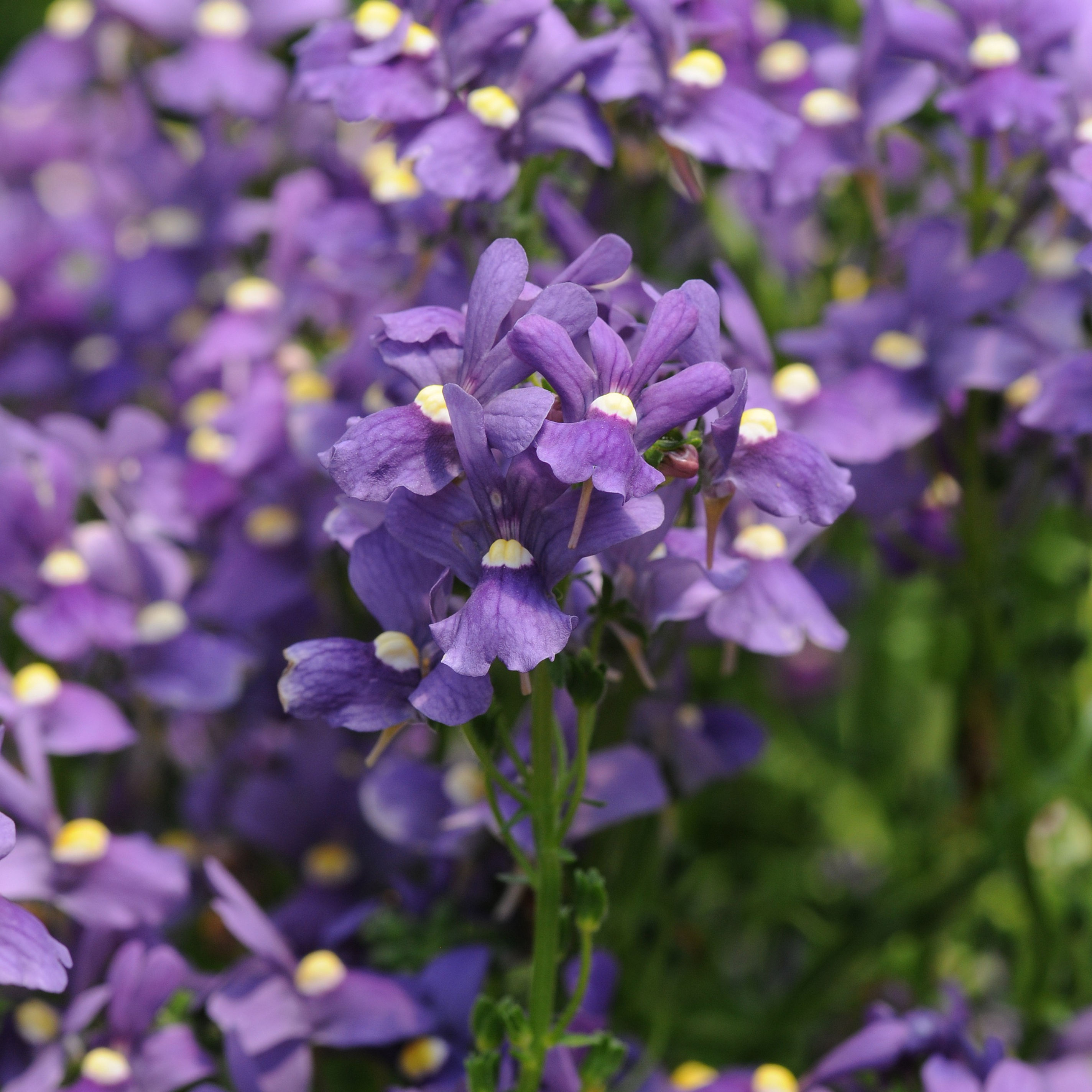 Nemesia Poetry Blue