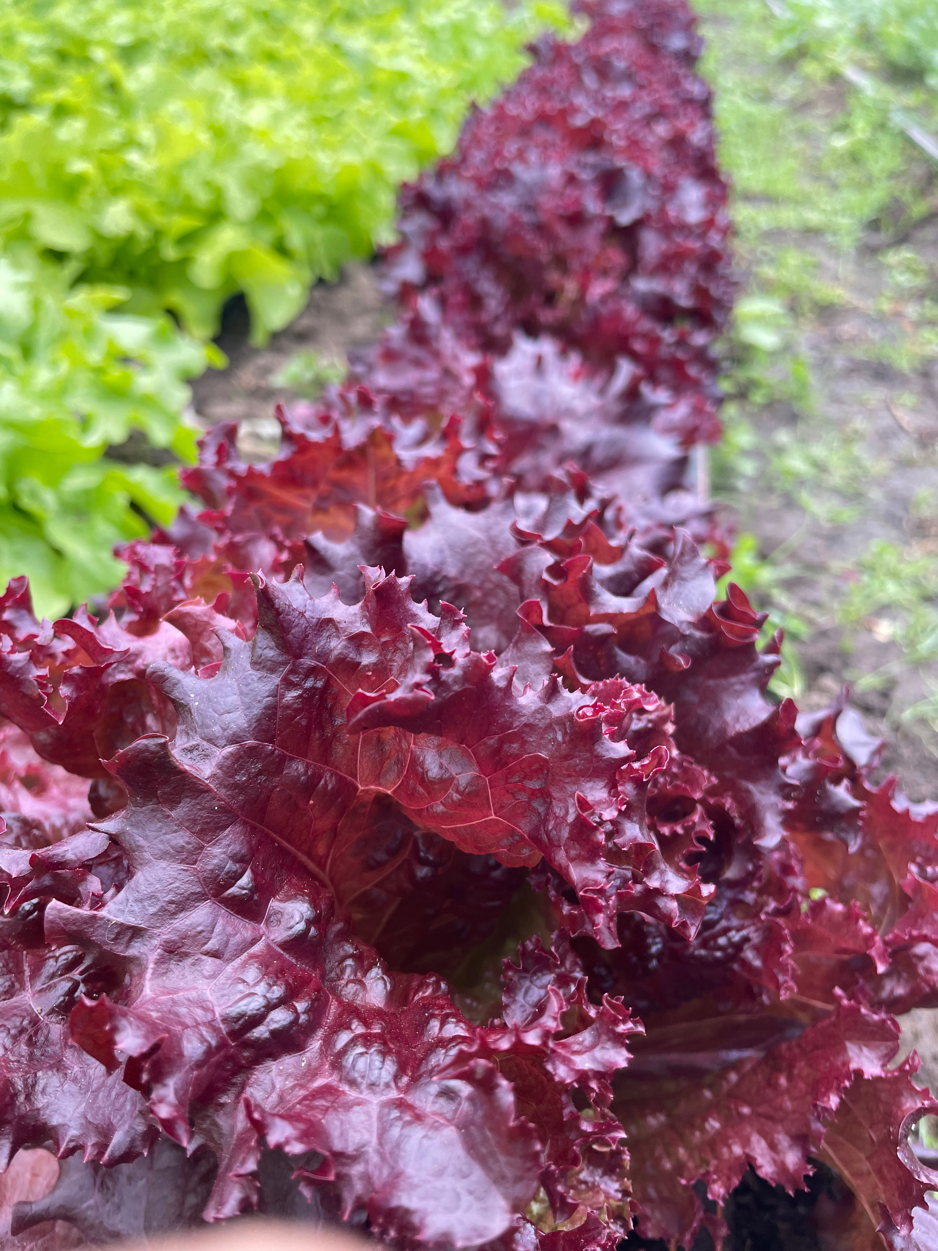 Lettuce - Oak Leaf Rossa