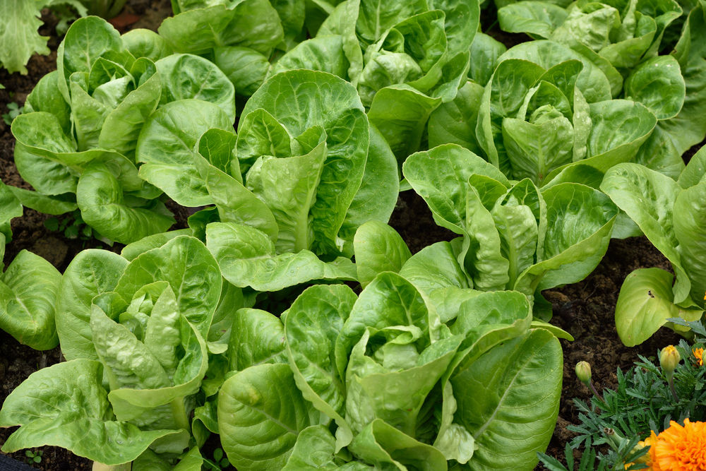 Lettuce Little Gem