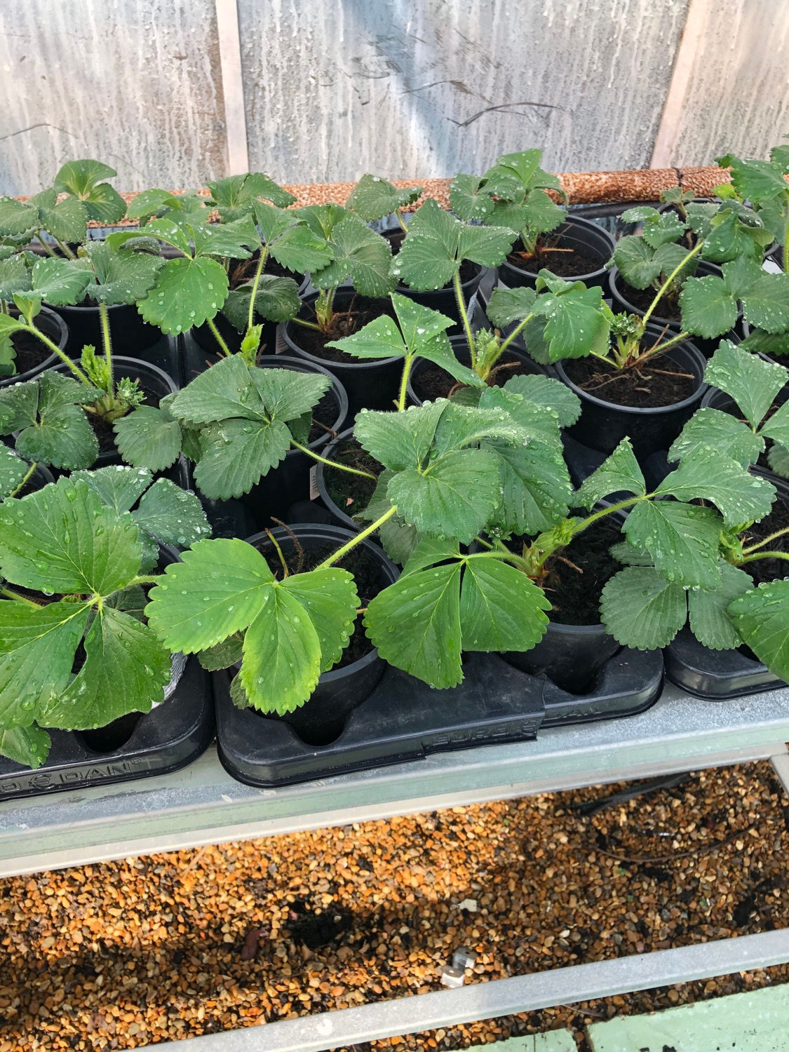 Strawberry Late Florence