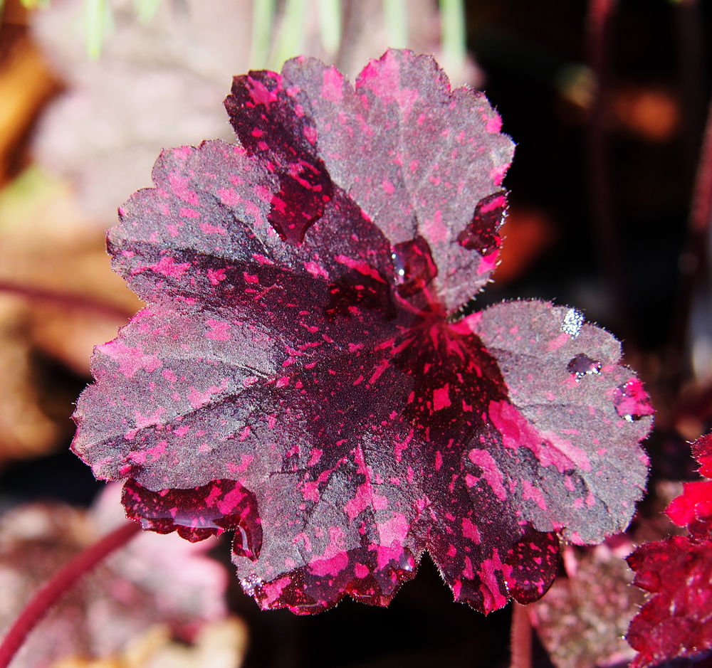 Heuchera Midnight Rose